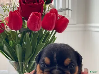 English Bulldog dogs Cuddles - Ad 38