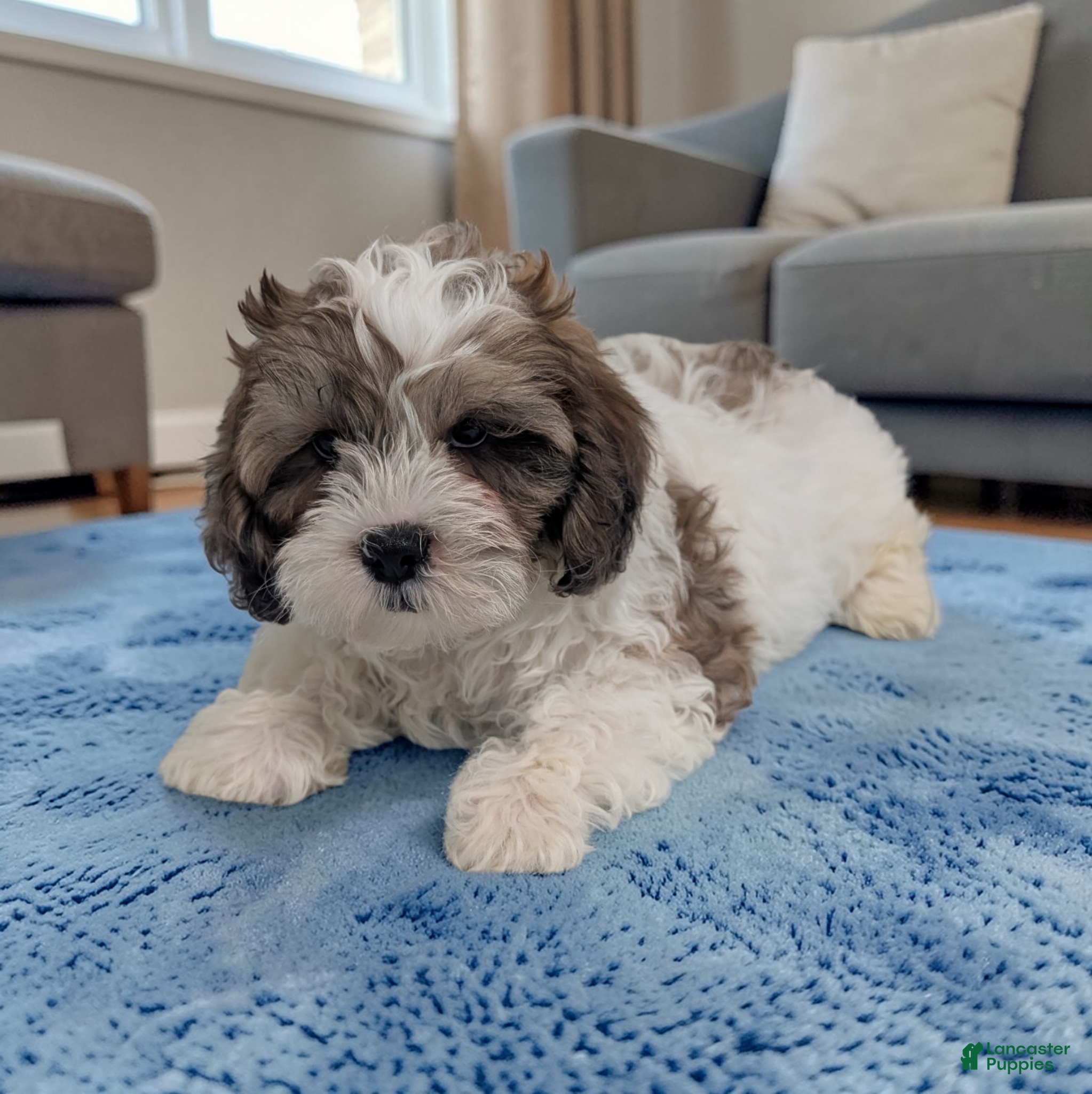 Shihpoo dogs Rascal - Ad 2