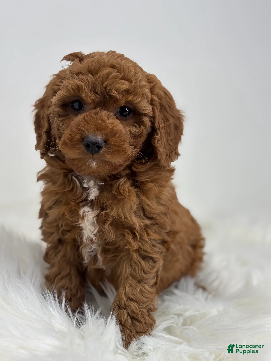Mini Goldendoodle dogs for sale: Gavin - Ad 4