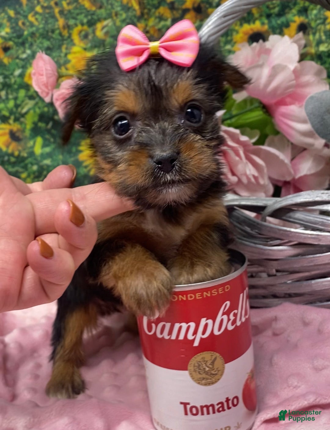 Shorkie dogs for sale: Teacup Lexi - Ad 3