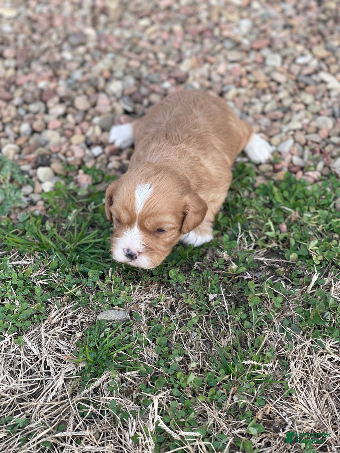 Cavapoo dogs for sale: Cavapoo Puppy 2 - Ad 7