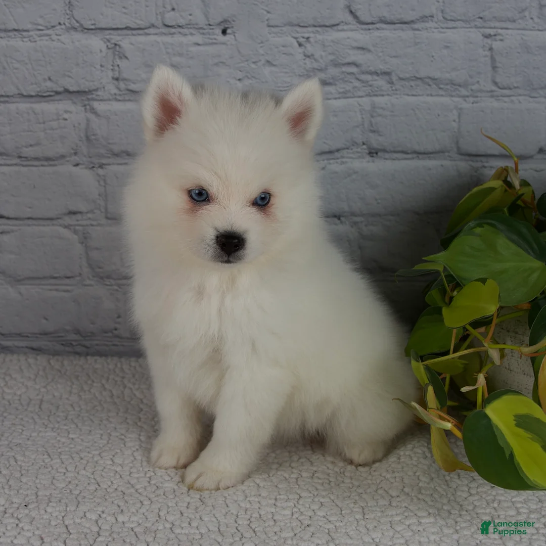 Pomsky dogs for sale: Nova - Ad 2