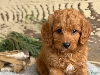 Mixed Breed dogs for sale: Sanchez - Ad 4