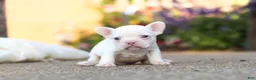 French Bulldog dogs for sale: Waylon - Ad 6