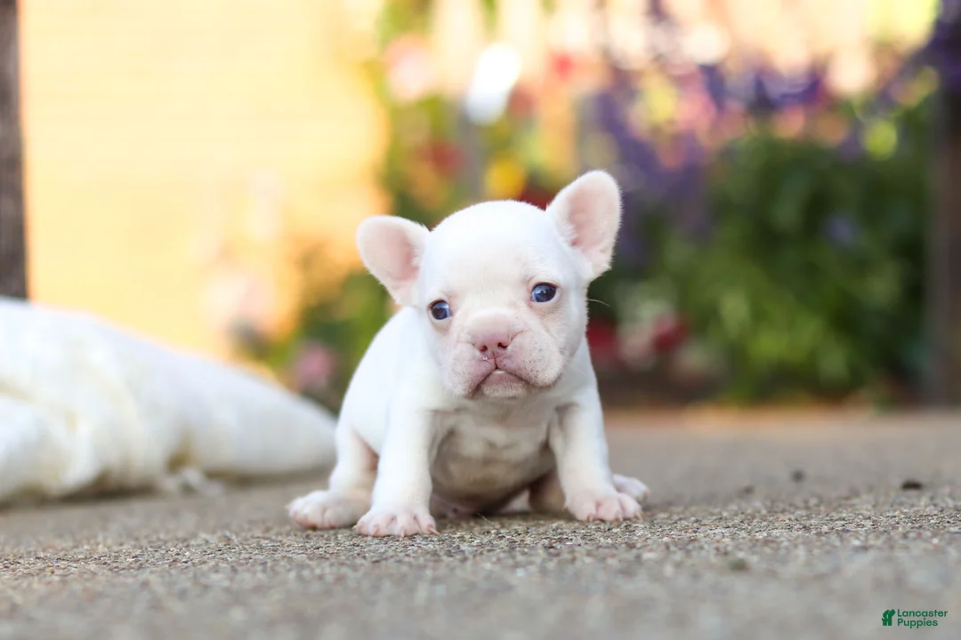 French Bulldog dogs for sale: Waylon - Ad 6
