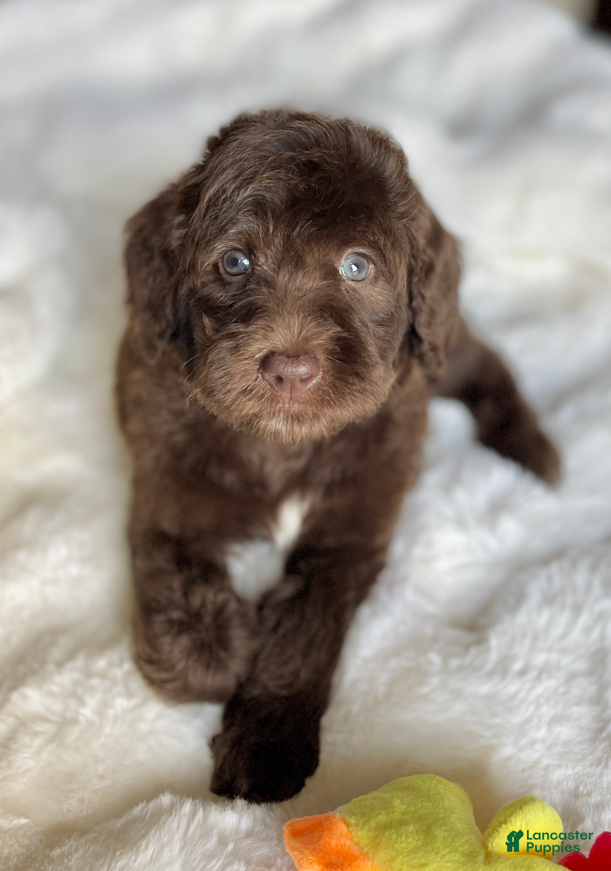 Labradoodle dogs MItch - Ad 2