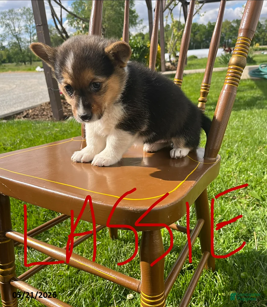 Welsh Corgi Pembroke dogs for sale: Lassie - Ad 1