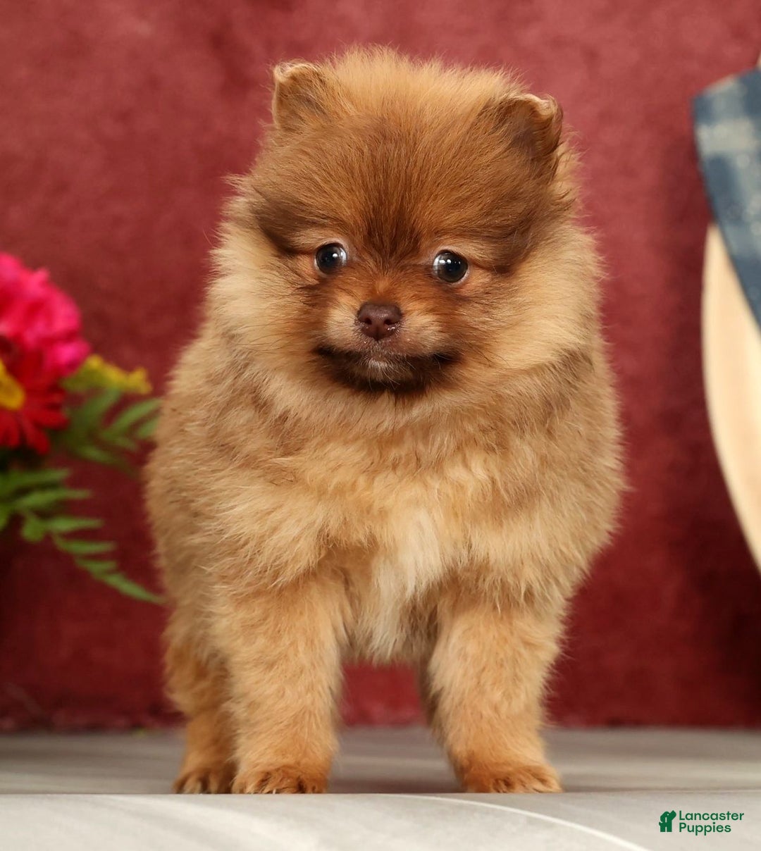 Pomeranian dogs for sale: Ollie - Ad 4