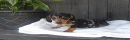 Miniature Dachshund dogs for sale: Zeke - Ad 5