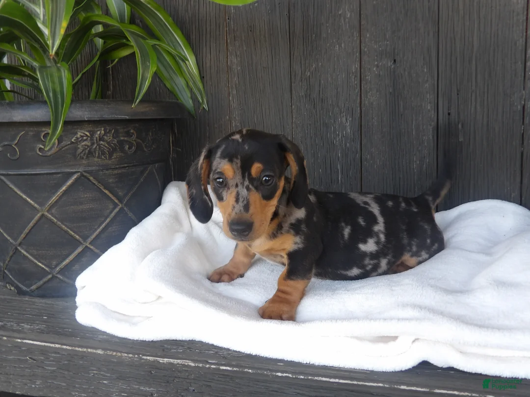 Miniature Dachshund dogs for sale: Zeke - Ad 5