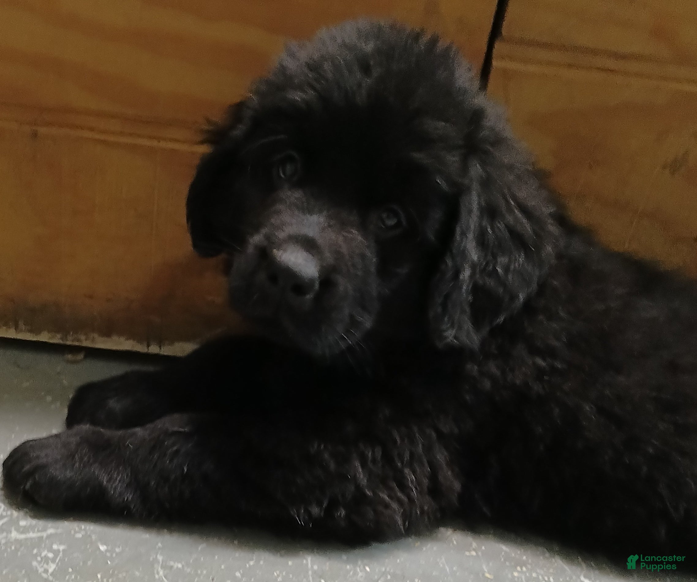 Newfoundland dogs Joey - Ad 1