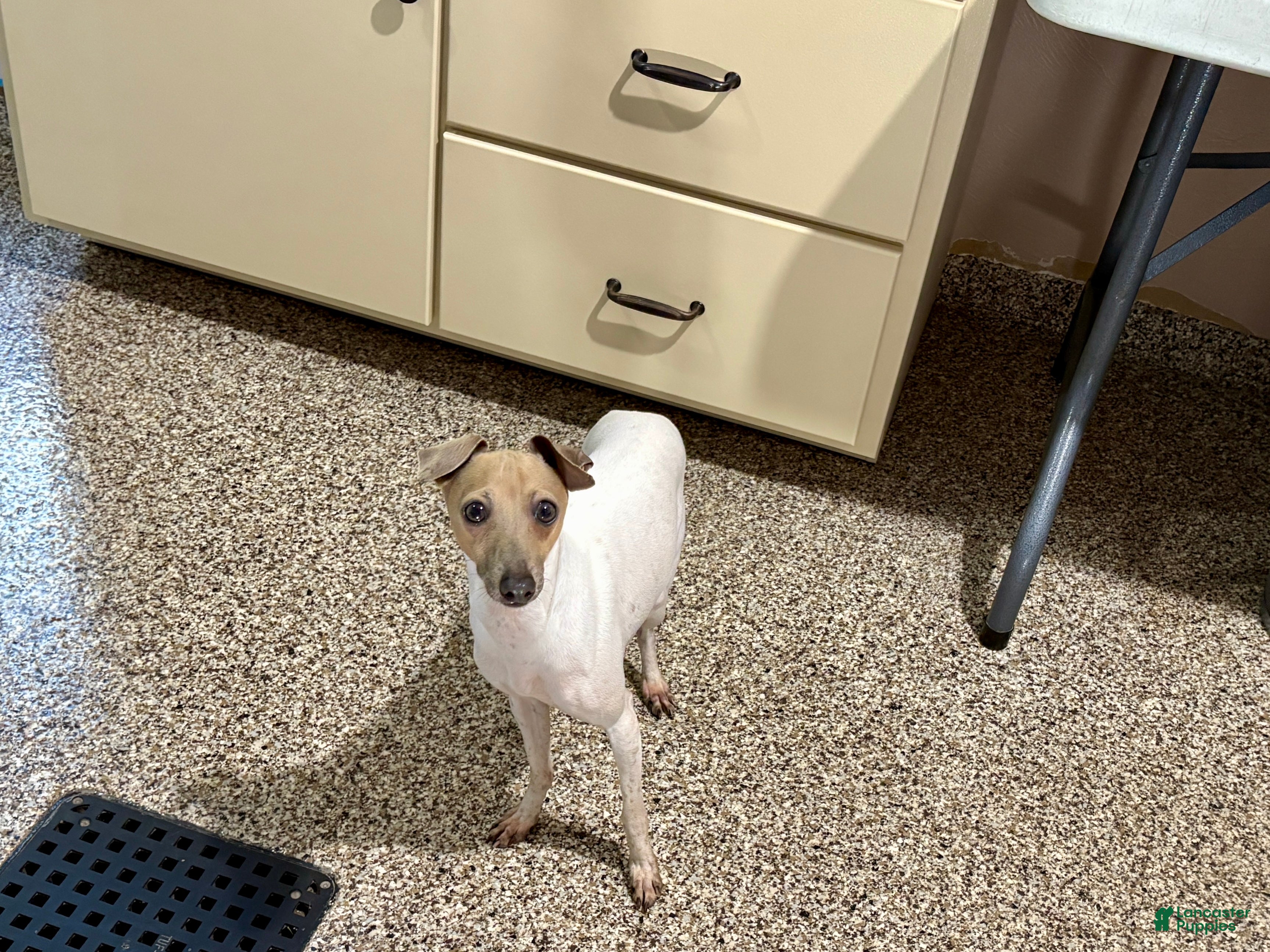 Italian Greyhound dogs Robbie - Ad 18