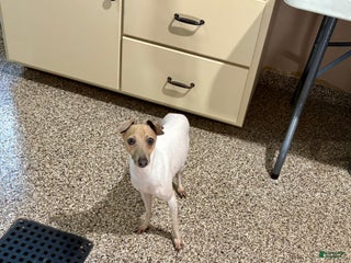 Italian Greyhound dogs Robbie - Ad 18