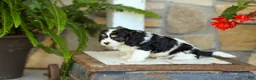 Cavapoo dogs for sale: Jackson - Ad 3