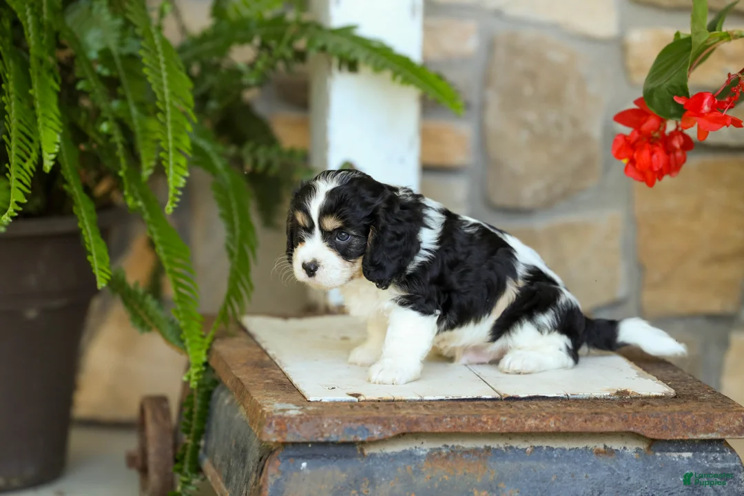 Cavapoo dogs for sale: Jackson - Ad 3