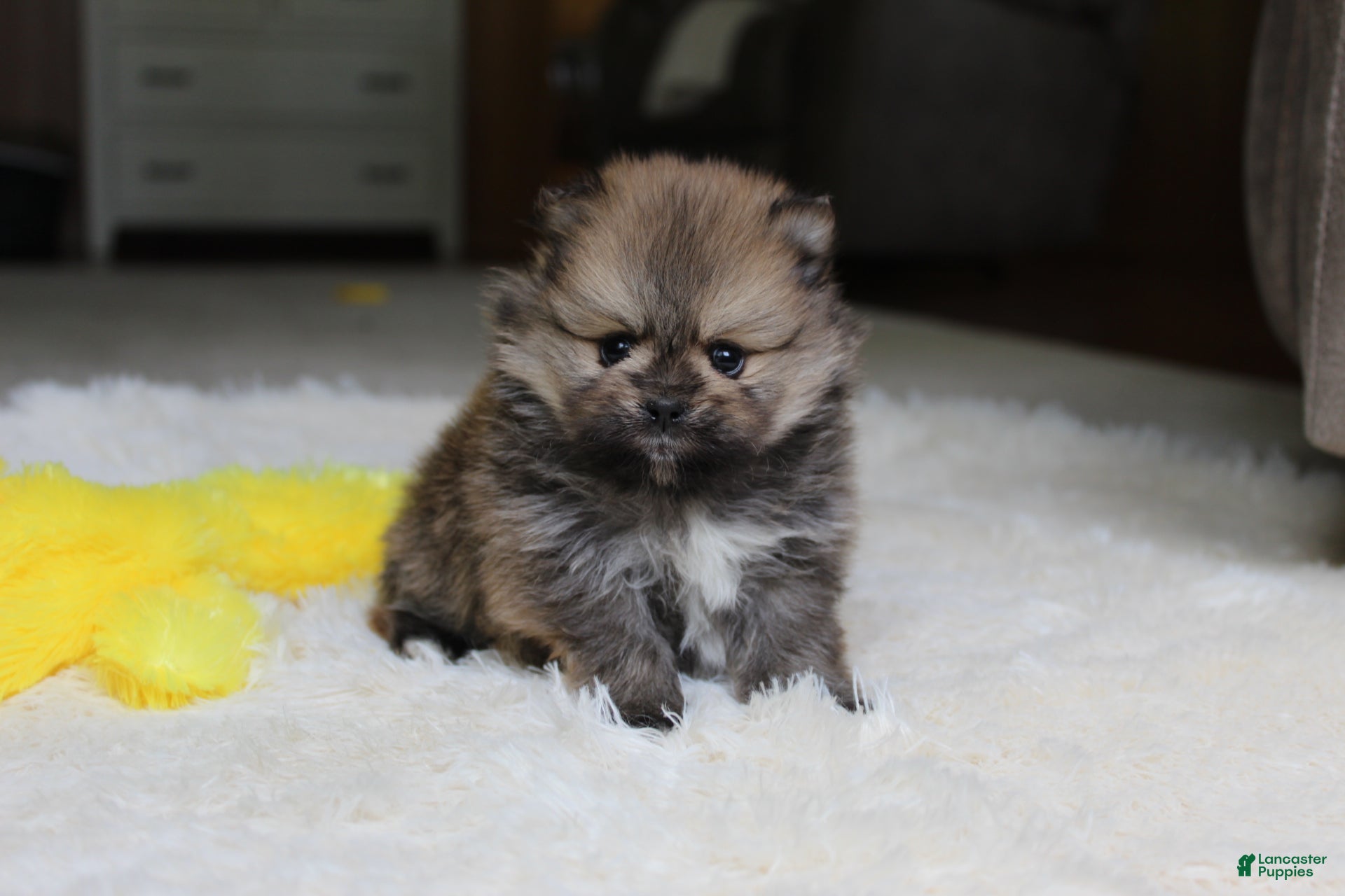 Pomeranian dogs Teacup Poseidon - Ad 1