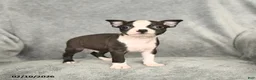 Boston Terrier dogs for sale: Drake - Ad 3