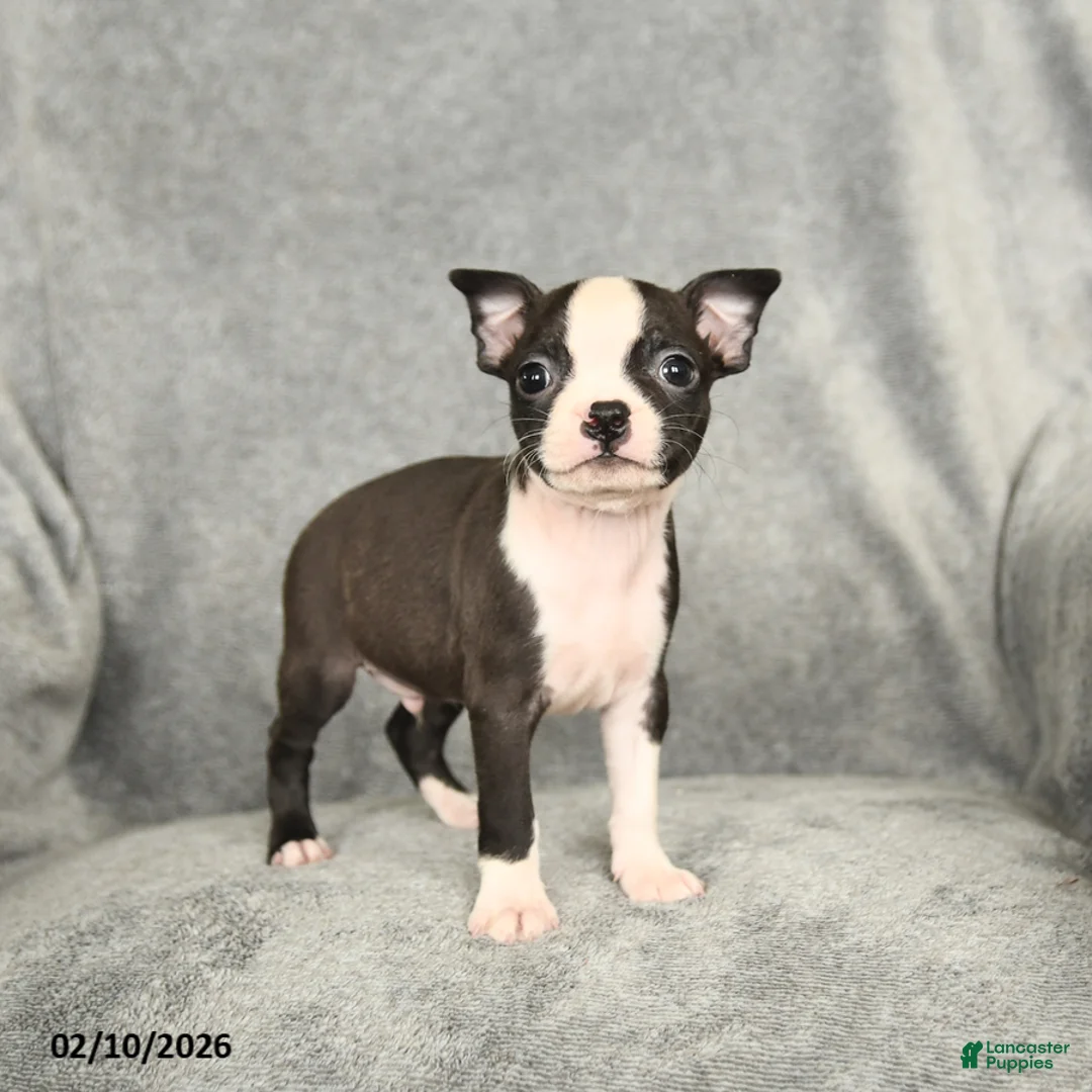 Boston Terrier dogs for sale: Drake - Ad 3