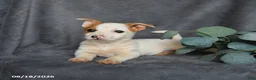 Mixed Breed dogs for sale: Romeo - Ad 3
