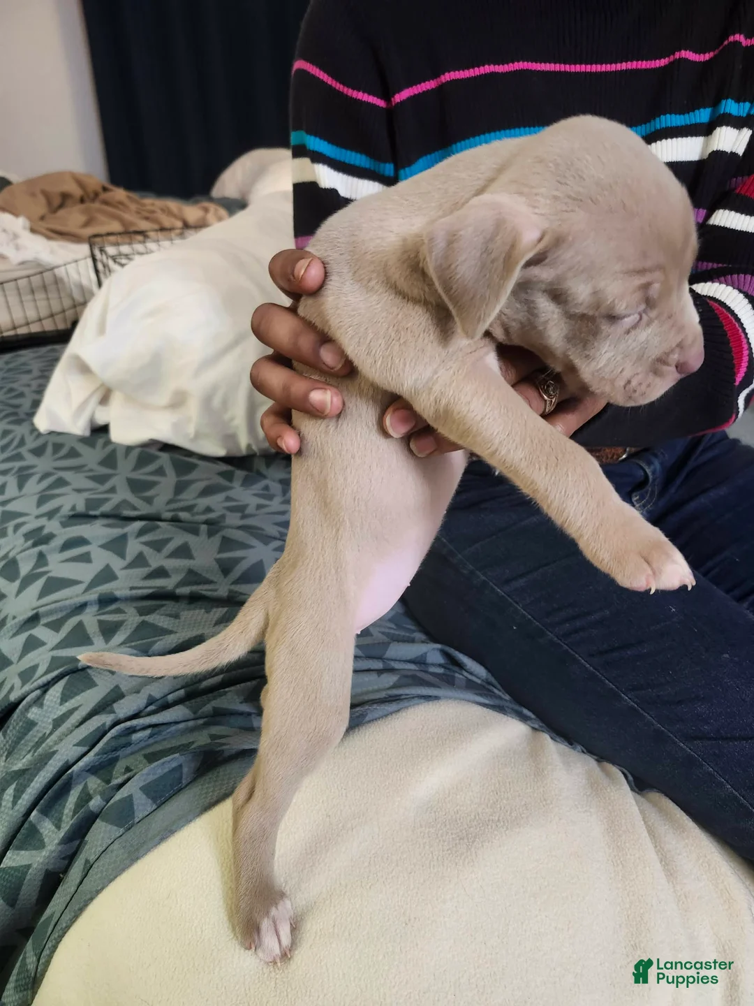 American Staffordshire Terrier dogs for sale: American Staffordshire Terrier Puppy 1 - Ad 1