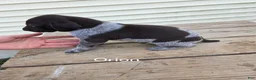 German Shorthaired Pointer dogs for sale: Orion - Ad 1