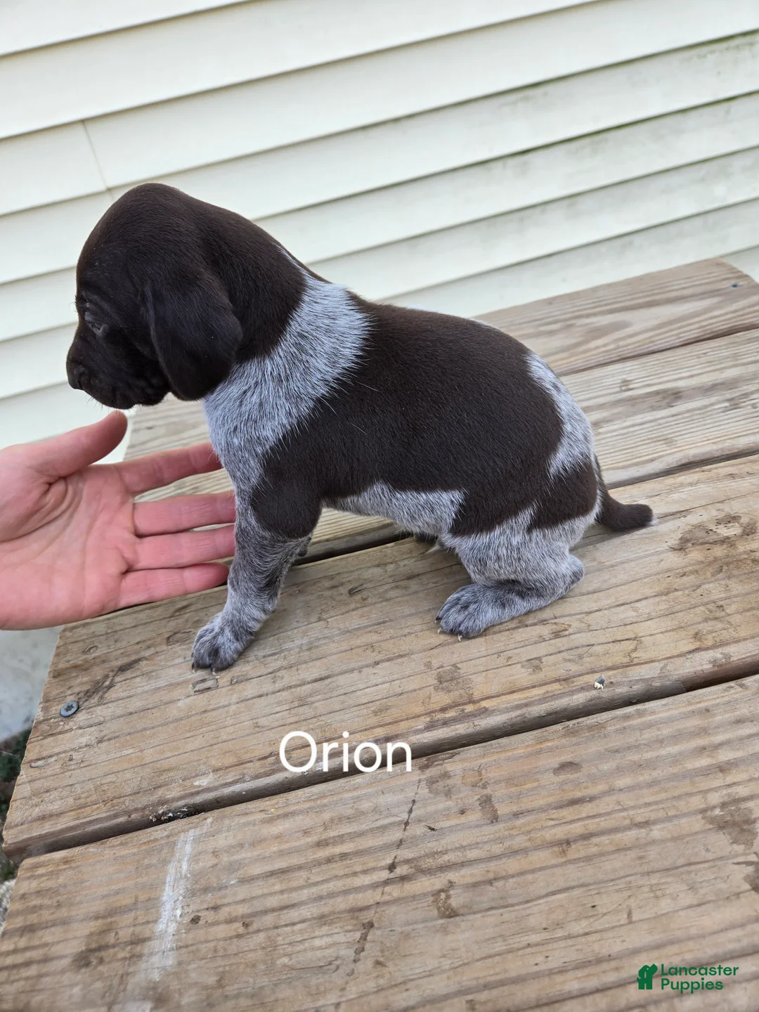 German Shorthaired Pointer dogs for sale: Orion - Ad 1