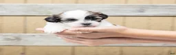 Teddy Bear dogs for sale: Elm - Ad 5