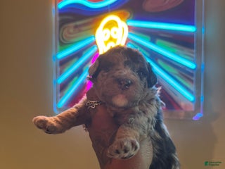 Mini Bernedoodle dogs - Ad 4