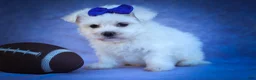 Maltese dogs for sale: Marley🐾 - Ad 15