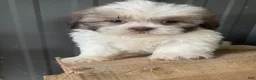 Shih Tzu dogs for sale: Ginger - Ad 3