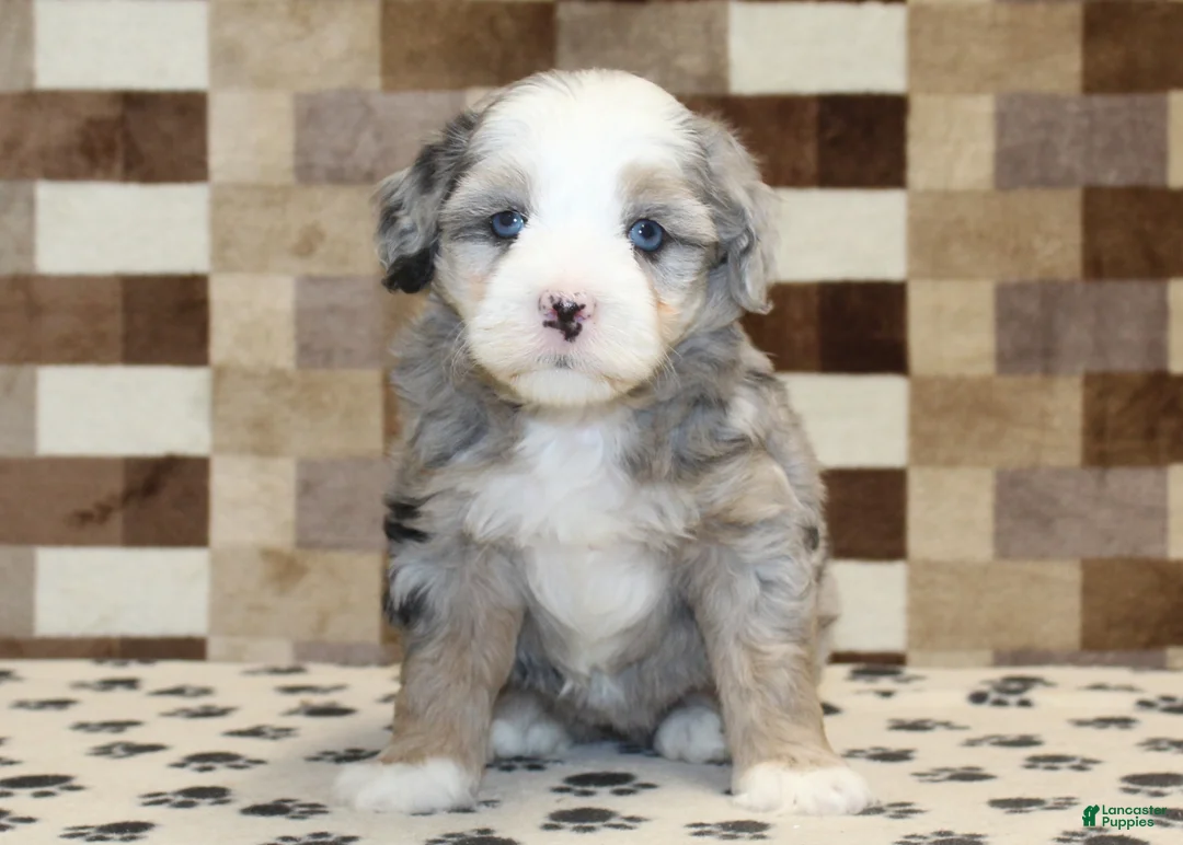 Mini Bernedoodle dogs for sale: Dawn - Ad 3