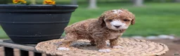 Miniature Poodle dogs for sale: Macy - Ad 9
