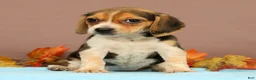 Beagle dogs for sale: Daisy - Ad 5