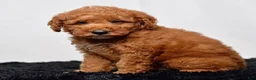 Mini Goldendoodle dogs for sale: Mr. Simon - Ad 4