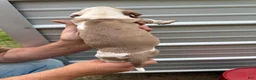 Catahoula Leopard Dog dogs for sale: Crossbow “Bow” aka Daisy  - Ad 9