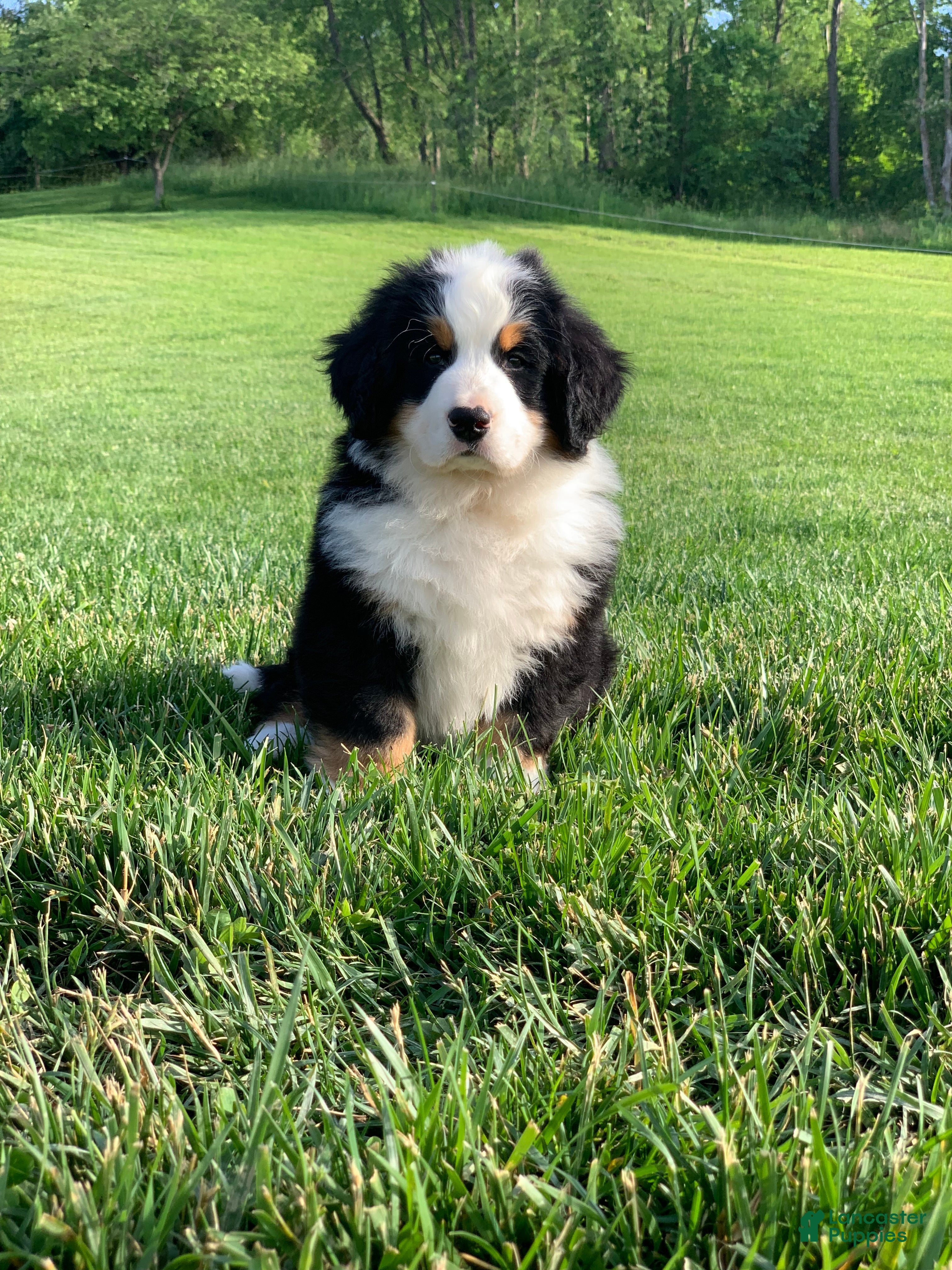 Bernese Mountain Dog dogs for sale: Nemo - Ad 4