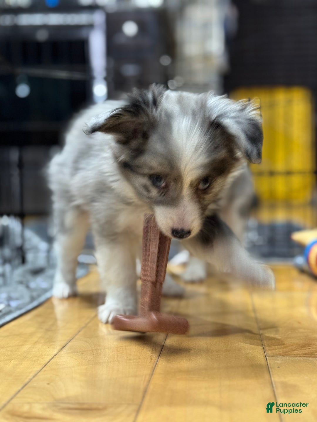 Mixed Breed dogs for sale: Jasper - Ad 3