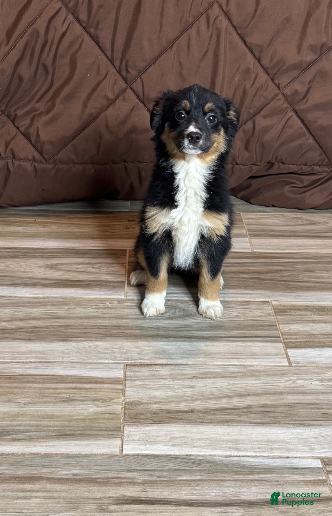 Anatolian Shepherd dogs for sale: Anatolian Shepherd Puppy 6 - Ad 2