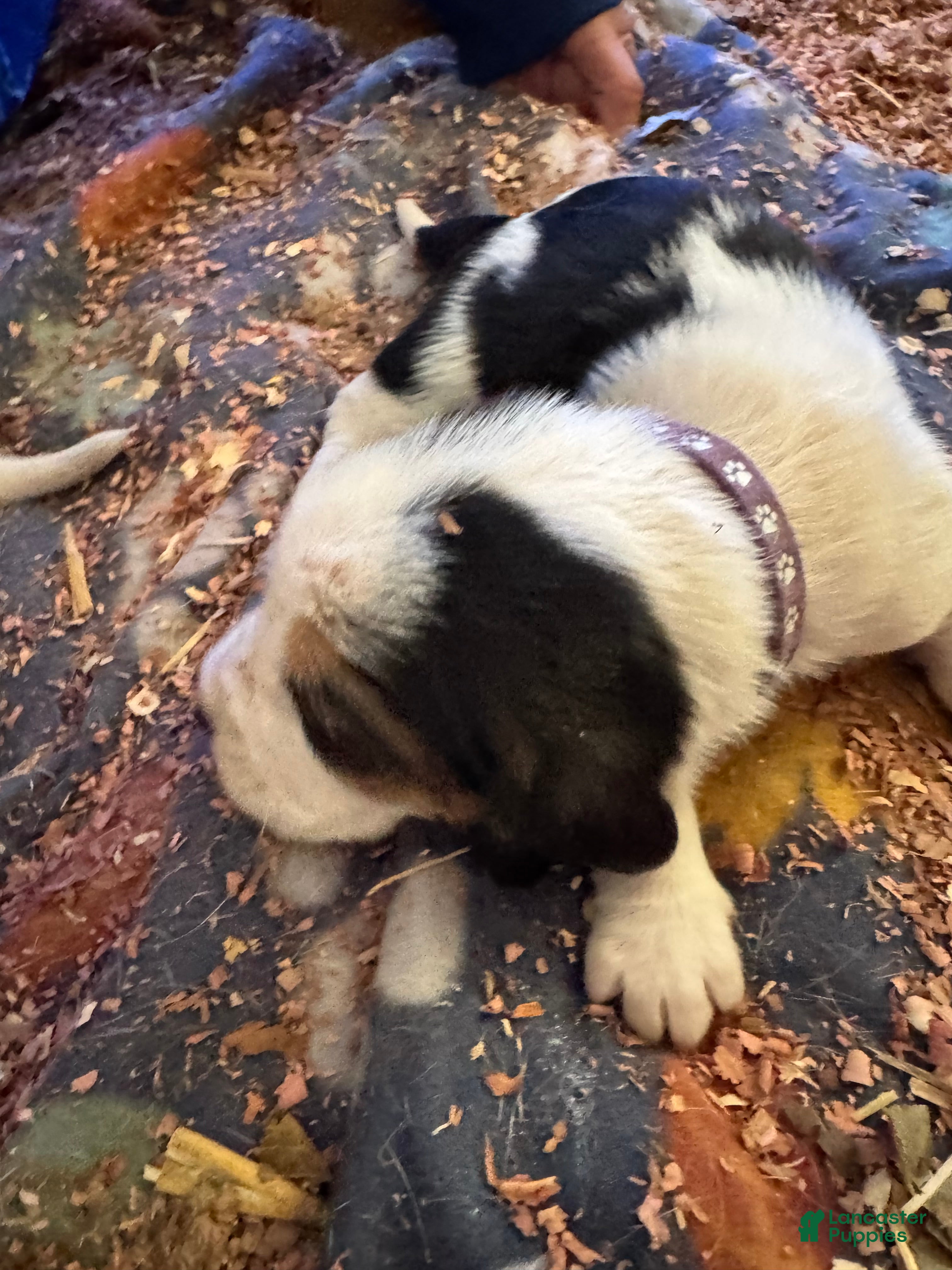 Basset Hound dogs Basset Hound Puppy 3 - Ad 1