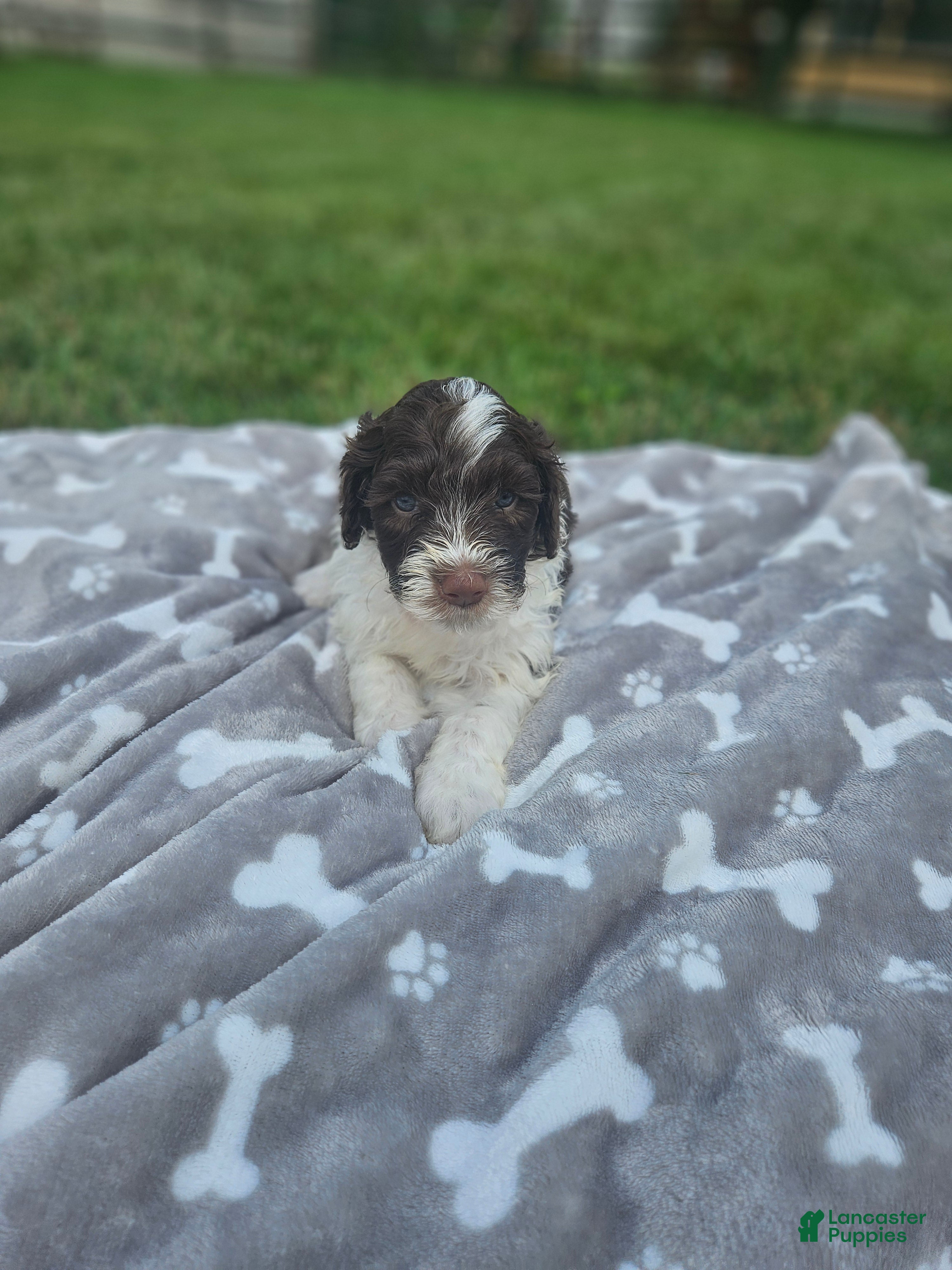 Portuguese Water Dog dogs Dash - Ad 29