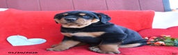 Rottweiler dogs for sale: Rocky - Ad 5
