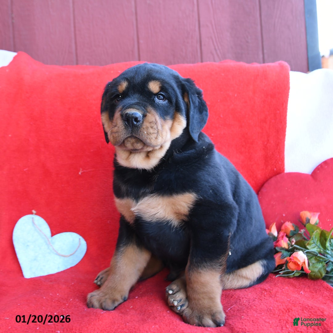 Rottweiler dogs for sale: Rocky - Ad 5