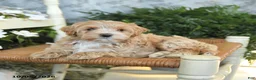 Maltipoo dogs for sale: Hershey - Ad 3