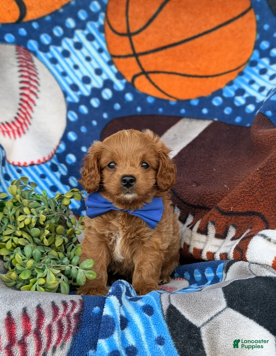 Cavapoo dogs for sale: Dale Hypoallergenic - Ad 2