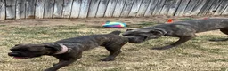 Cane Corso dogs for sale: Cane Corso 3 - Ad 9
