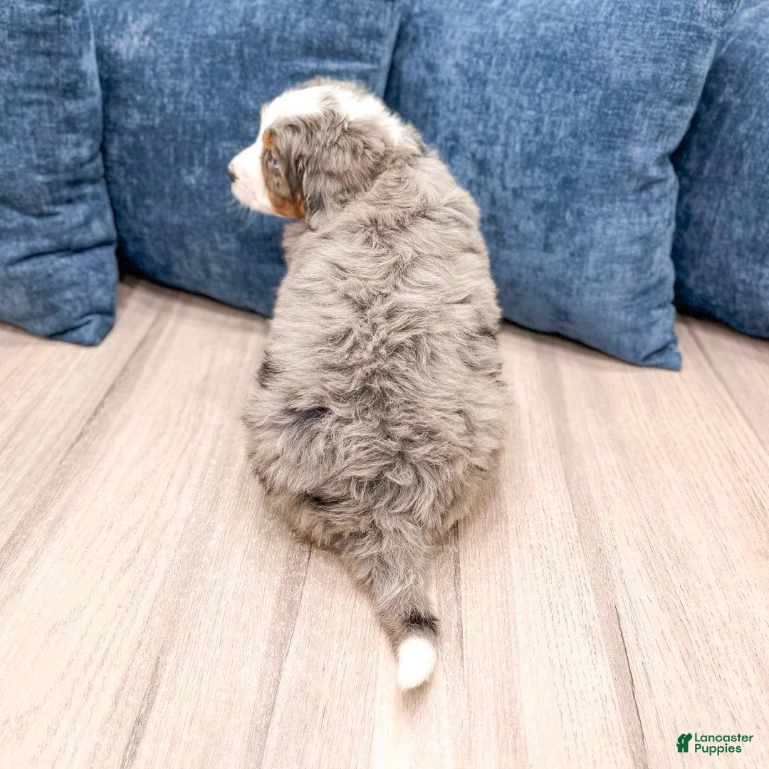 Mini Bernedoodle dogs for sale: Summer - Ad 6