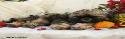 Shih Tzu dogs for sale: Rusty - Ad 4