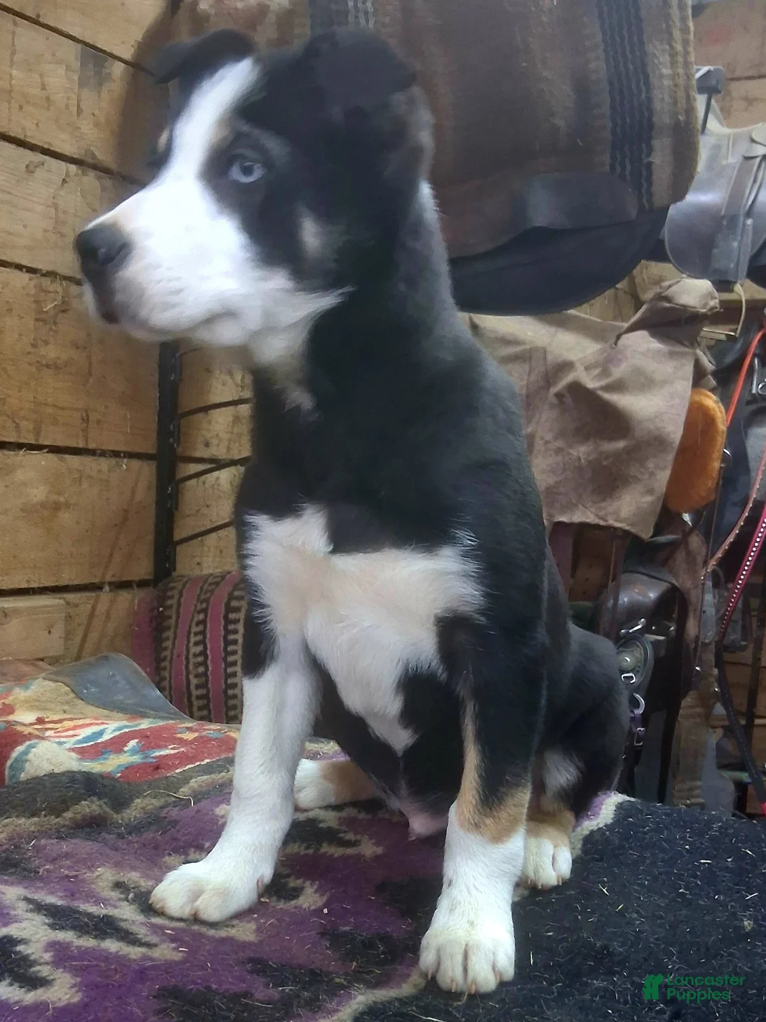 Border Collie dogs for sale: Border Collie Puppy 1 - Ad 15