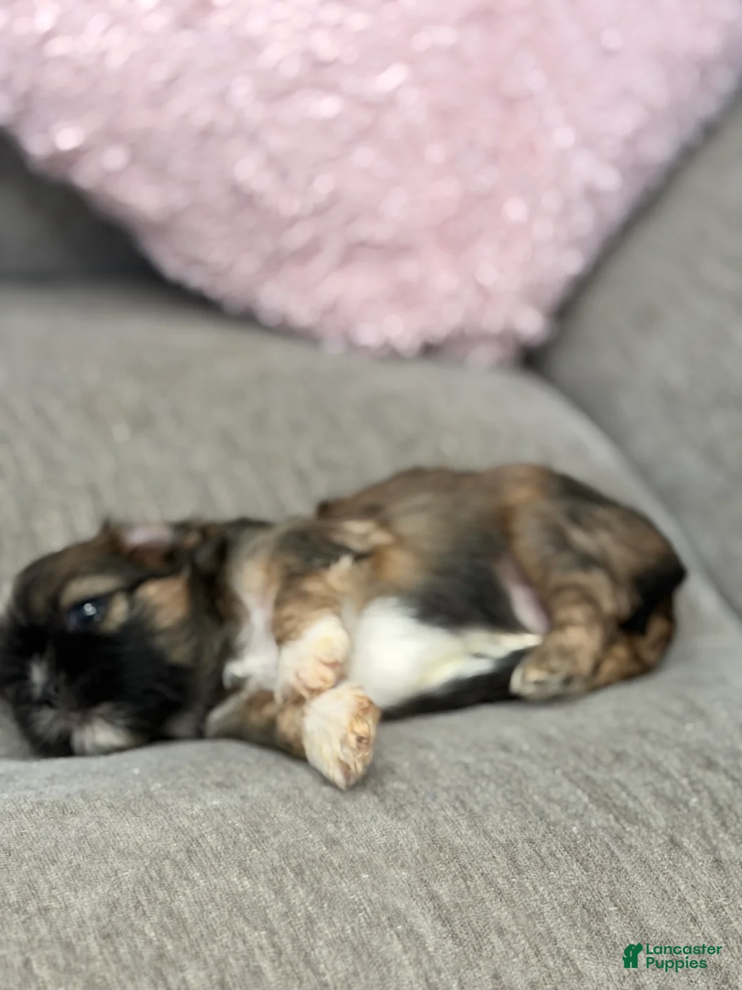 Shih Tzu dogs for sale: Pooh - Ad 2