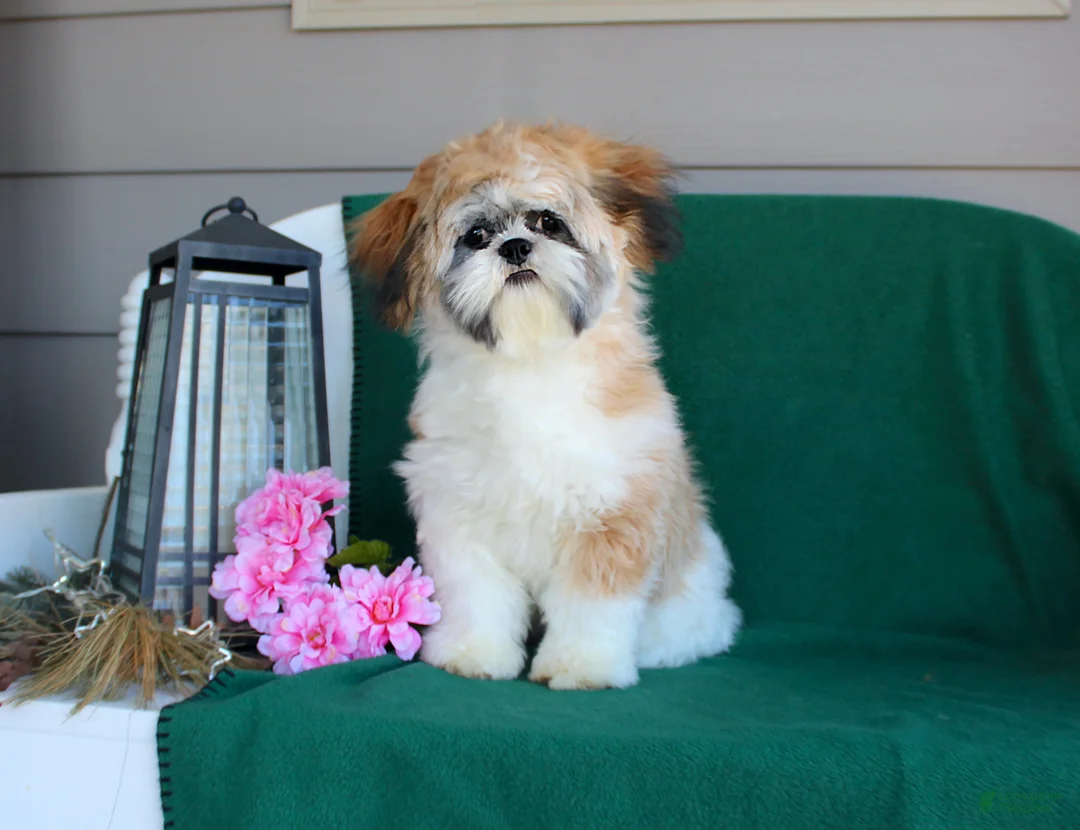 Shih Tzu dogs for sale: Imperial Sophia - Ad 3